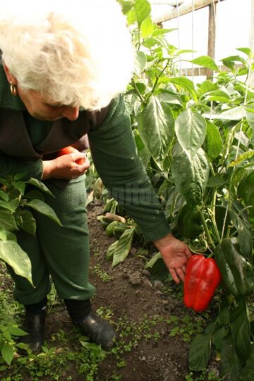 Roșii și ardei ca-n reviste, produse de un legumicultor sucevean