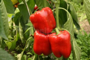 Legumele cultivate de Vasile Mătrășoaie