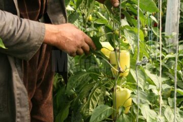 Roșii și ardei ca-n reviste, produse de un legumicultor sucevean