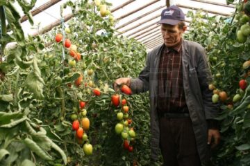 Roșii și ardei ca-n reviste, produse de un legumicultor sucevean