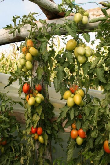 Roșii și ardei ca-n reviste, produse de un legumicultor sucevean