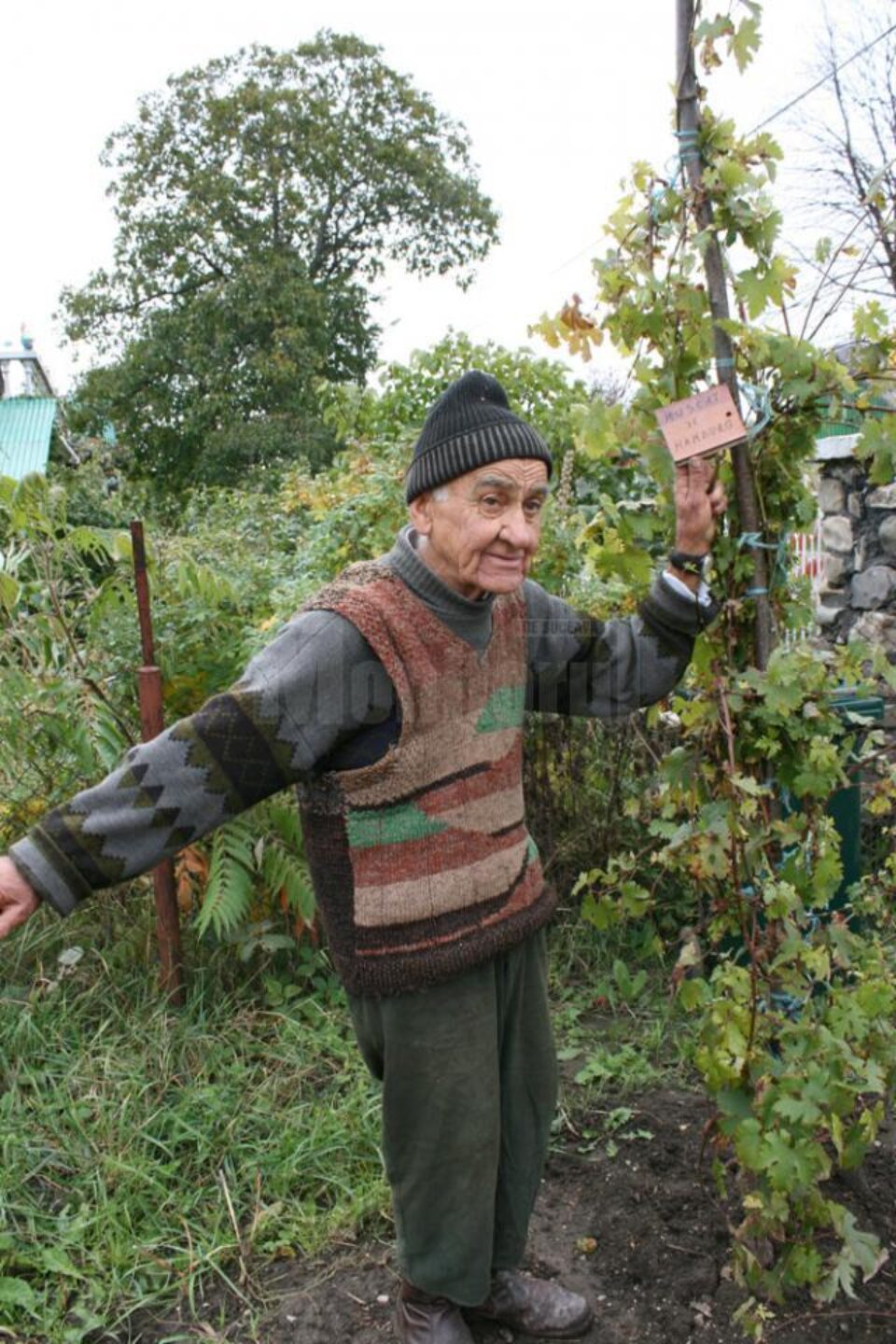 Virgil Ghiuță cultivă viță-de-vie de 30 de ani și de câțiva ani s-a orientat spre soiurile nobile