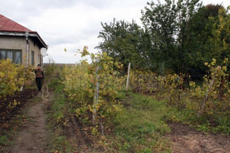 Bărbatul de 76 de ani lucrează singur 75 de ari de teren cultivați cu viță-de-vie