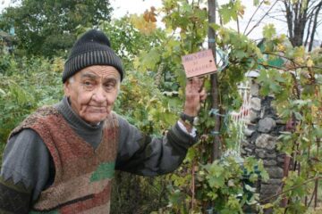 Virgil Ghiuță cultivă viță-de-vie de 30 de ani și de câțiva ani s-a orientat spre soiurile nobile