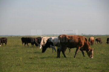 Crescătorii de bovine mai au la dispoziție două luni și jumătate până în ziua în care nu vor mai putea comercializa decât lapte conform