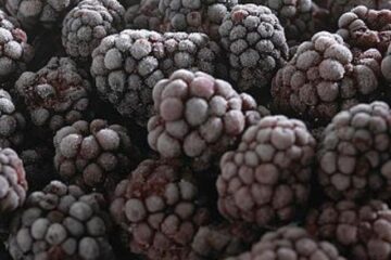 ANSVSA: Mure din România, depistate în Italia cu virusul hepatic A