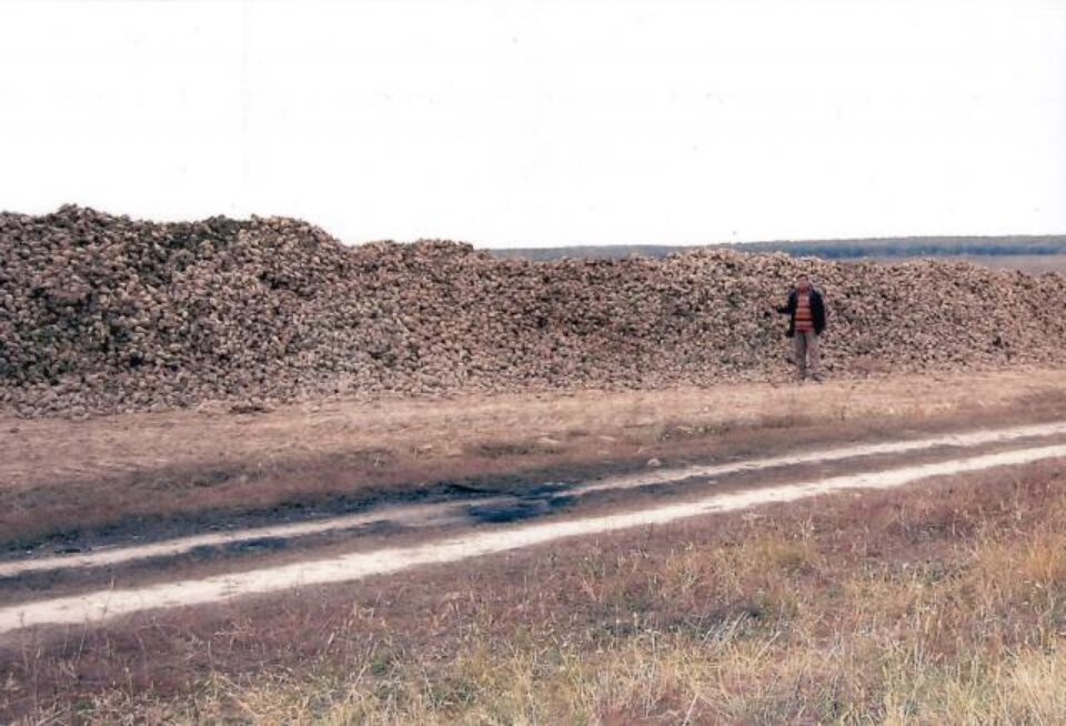 Un munte de sfeclă de zahar adunat de pe ogoare