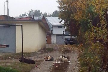 Câini aflați pe cărarea pe care se deplasează oamenii