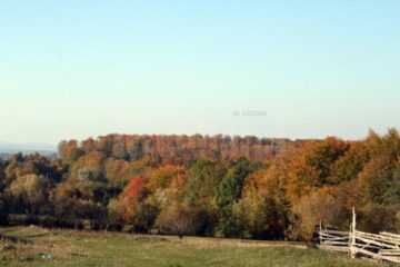 Împărăția mistreților, la Marginea