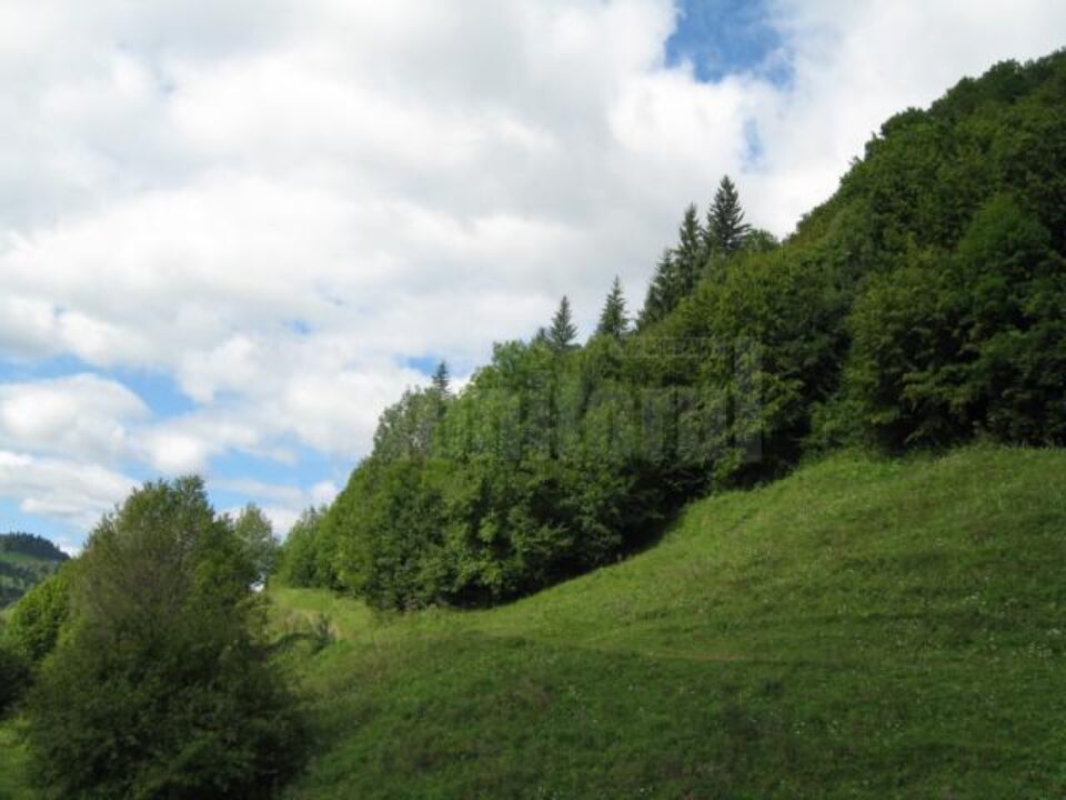 Veniturile Direcției Silvice au crescut față de anul trecut cu 13,69%