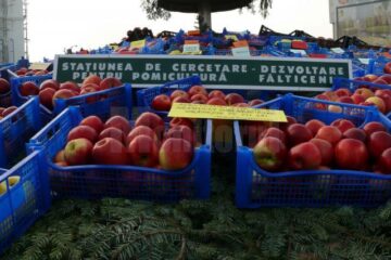La Fălticeni sărbătoarea recoltei este o sărbătoare a mărului