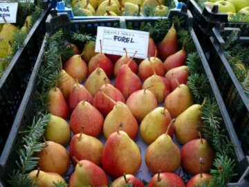 La Fălticeni sărbătoarea recoltei este o sărbătoare a mărului