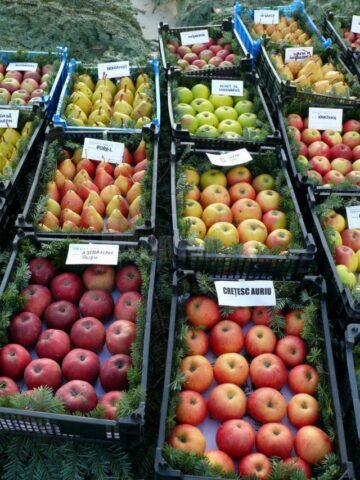 La Fălticeni sărbătoarea recoltei este o sărbătoare a mărului