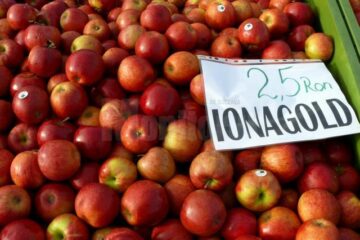 La Fălticeni sărbătoarea recoltei este o sărbătoare a mărului