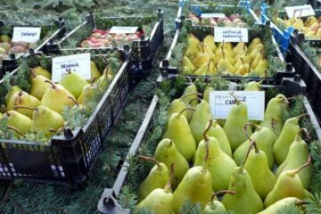 La Fălticeni sărbătoarea recoltei este o sărbătoare a mărului