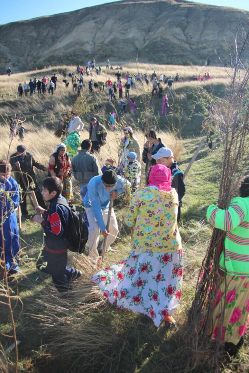 Peste 700 de oameni din Udești s-au adunat pentru a planta 20.000 de puieți de salcâm Peste 700 de oameni din Udești s-au adunat pentru a planta 20.000 de puieți de salcâm