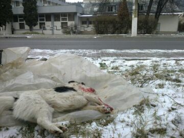 Mai mulți câini maidanezi au fost uciși prin împușcare în orașul stațiune de interes național Vatra Dornei