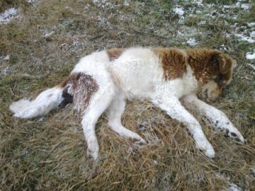 Mai mulți câini maidanezi au fost uciși prin împușcare în orașul stațiune de interes național Vatra Dornei