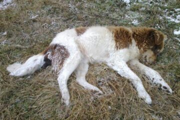 Mai mulți câini maidanezi au fost uciși prin împușcare în orașul stațiune de interes național Vatra Dornei