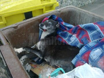 Mai mulți câini maidanezi au fost uciși prin împușcare în orașul stațiune de interes național Vatra Dornei