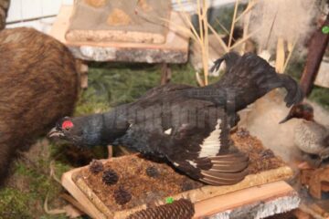 Muzeu cinegetic amenajat pe holurile Direcției Silvice Suceava