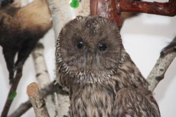 Muzeu cinegetic amenajat pe holurile Direcției Silvice Suceava