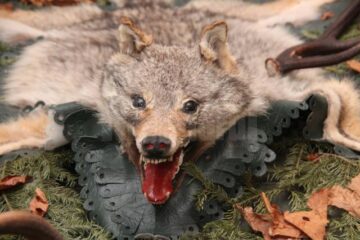 Muzeu cinegetic amenajat pe holurile Direcției Silvice Suceava