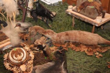 Muzeu cinegetic amenajat pe holurile Direcției Silvice Suceava