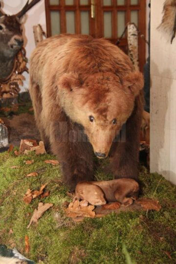 Muzeu cinegetic amenajat pe holurile Direcției Silvice Suceava