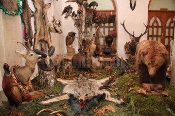 Muzeu cinegetic amenajat pe holurile Direcției Silvice Suceava