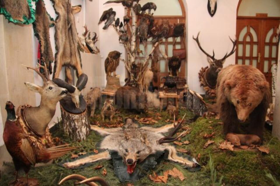 Muzeu cinegetic amenajat pe holurile Direcției Silvice Suceava