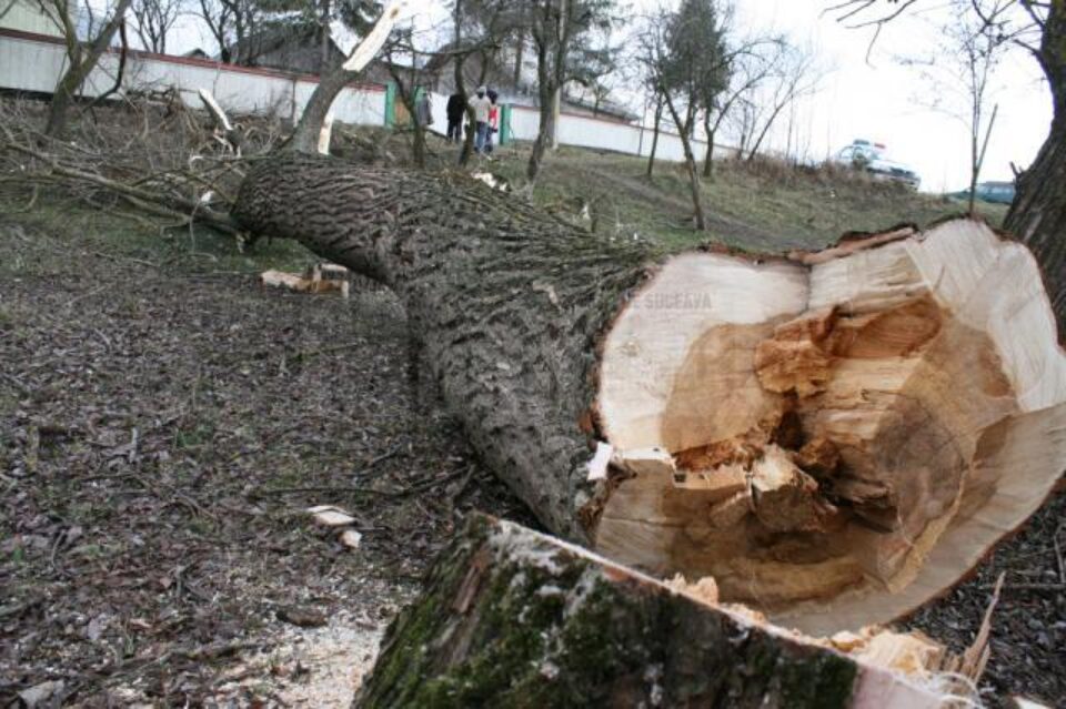 Răchita care s-a prăbușit peste cele două persoane