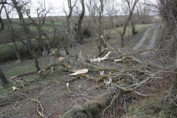 Copacul a căzut pana pe drumul din fața casei familiei Blahovici, unde se aflau cele două victime