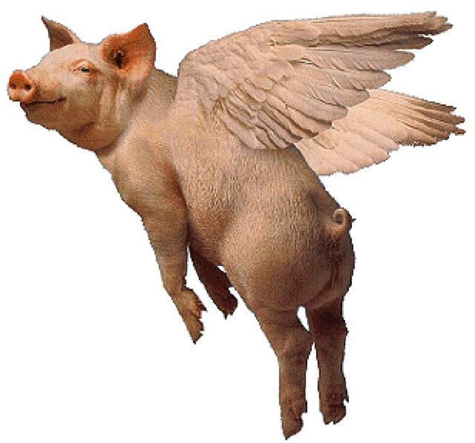 Noua rasă de porc