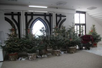 Consiliul Județean este decorat anul acesta cu brazi eco