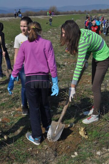 Acțiunea de plantare a salcâmilor
