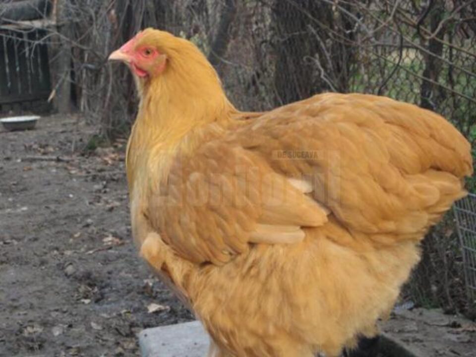 Au furat vineri 11 găini și au spus că le-au mâncat pe toate