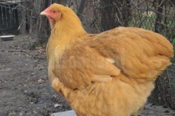 Au furat vineri 11 găini și au spus că le-au mâncat pe toate