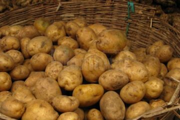 Kilogramul de cartofi a fost evaluat la 0,70 de lei