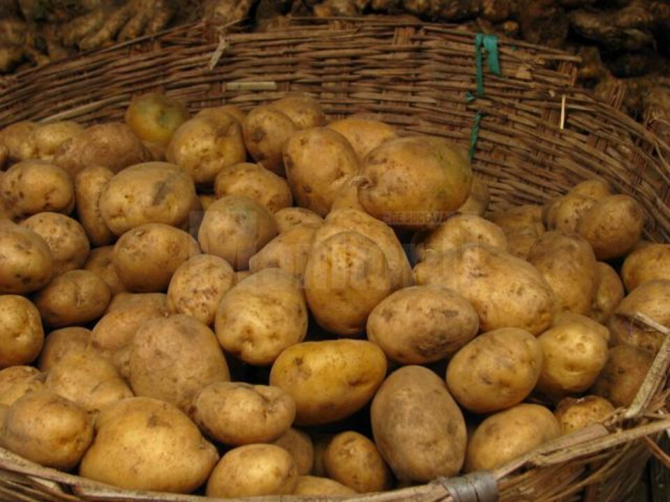 Kilogramul de cartofi a fost evaluat la 0,70 de lei