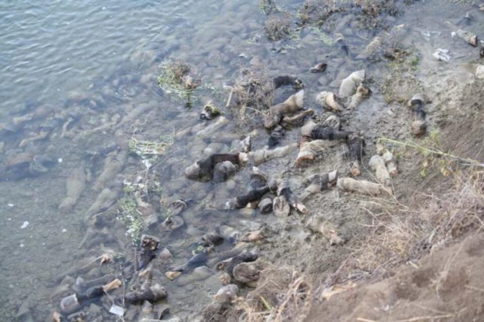 Copitele de cai descoperite pe malul râului Siret