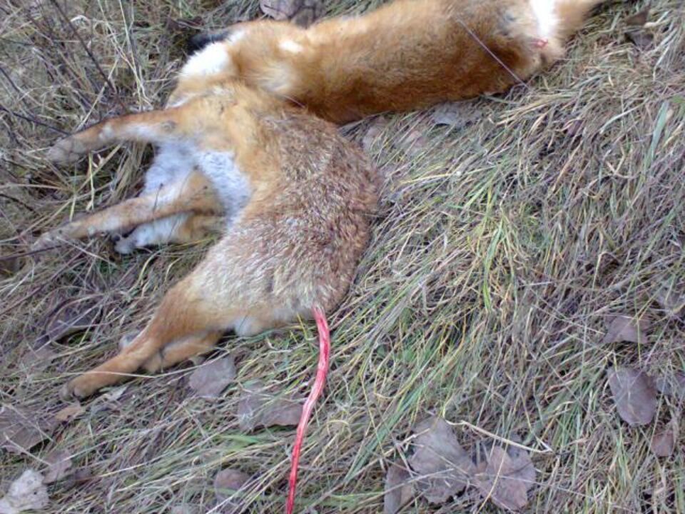 Animalele ucise cu sadism au fost găsite pe marginea drumului dintre Dărmănești și Todirești