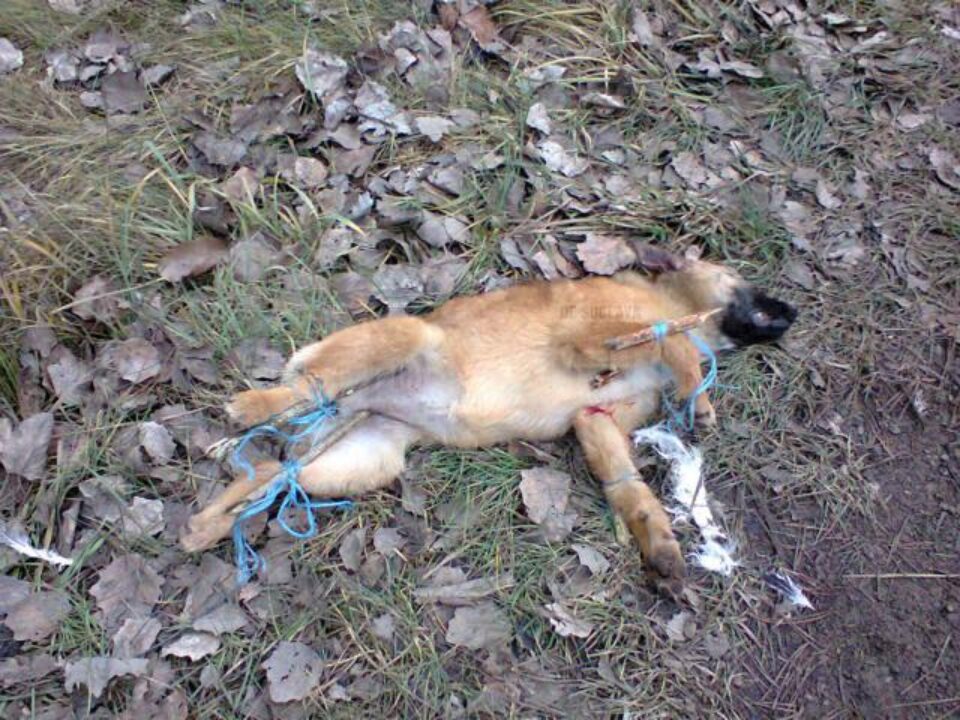 Animalele ucise cu sadism au fost găsite pe marginea drumului dintre Dărmănești și Todirești