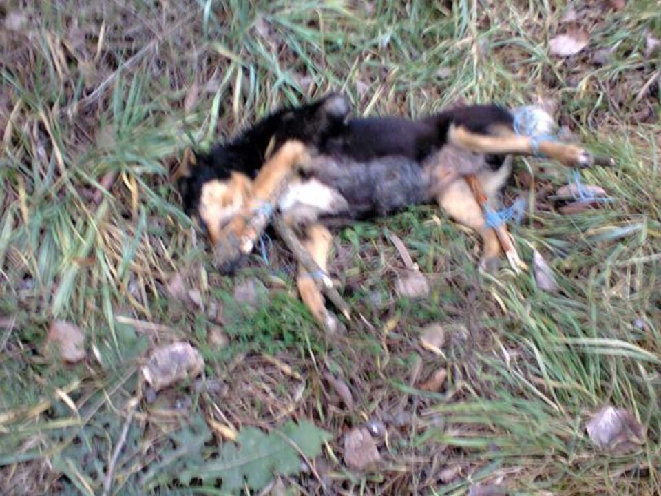 Animalele ucise cu sadism au fost găsite pe marginea drumului dintre Dărmănești și Todirești