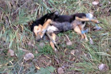Animalele ucise cu sadism au fost găsite pe marginea drumului dintre Dărmănești și Todirești