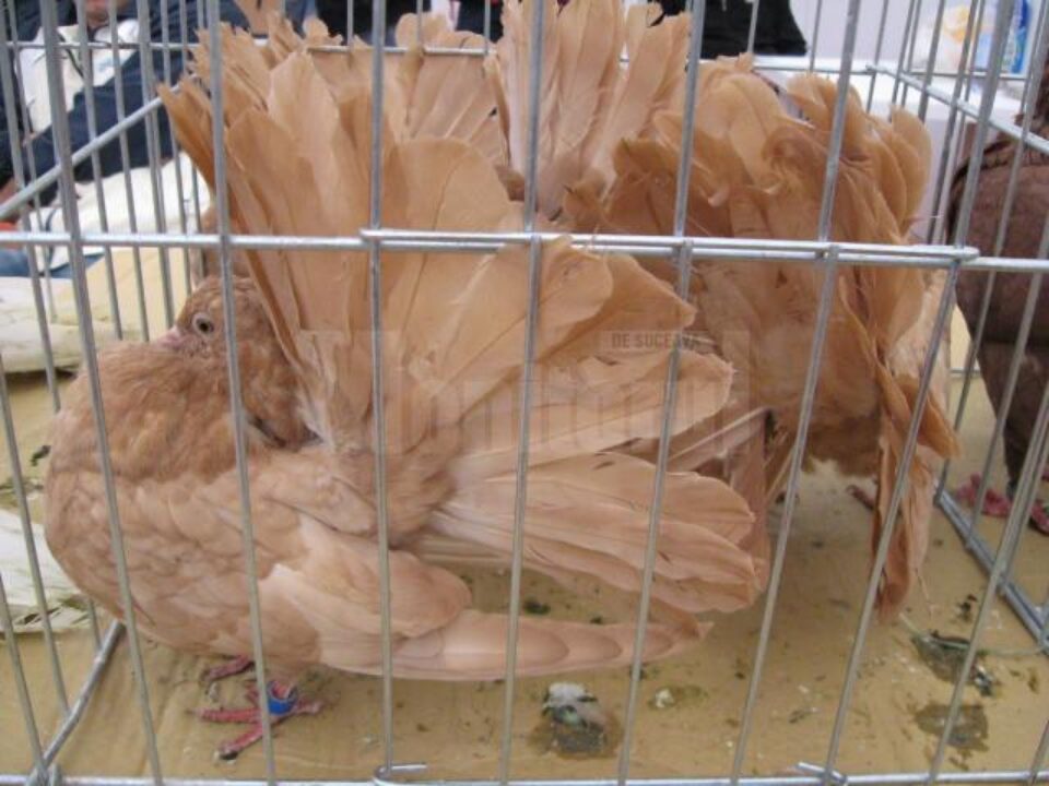 Porumbei de expoziție