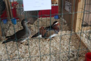 Expoziția de păsări și mamifere mici poate fi vizitată până duminică, la ora 14.00, la Complexul Orizont 2000 din Burdujeni