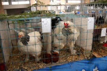 Expoziția de păsări și mamifere mici poate fi vizitată până duminică, la ora 14.00, la Complexul Orizont 2000 din Burdujeni