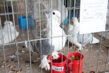 Expoziția de păsări și mamifere mici poate fi vizitată până duminică, la ora 14.00, la Complexul Orizont 2000 din Burdujeni