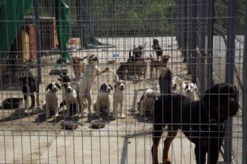 Câini din adăpostul din lunca Sucevei